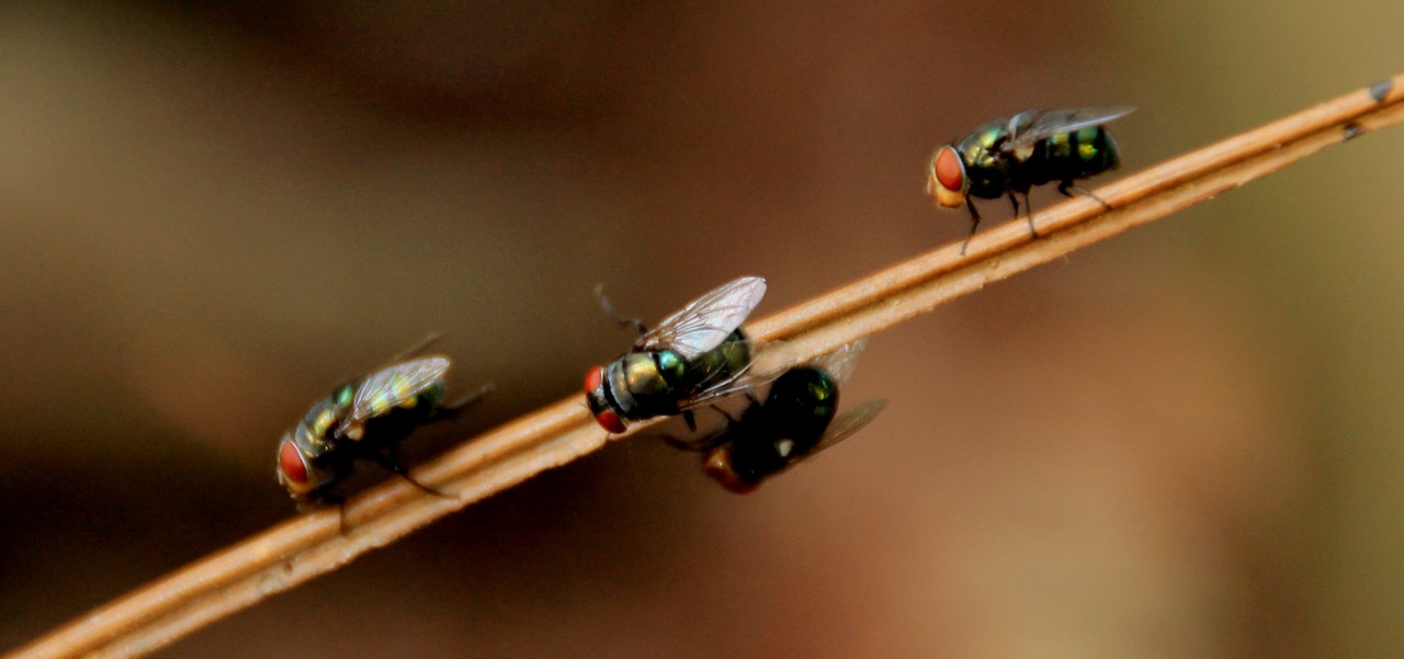 信雄蟲害控制有限公司Shun Hung Pest Control Limited