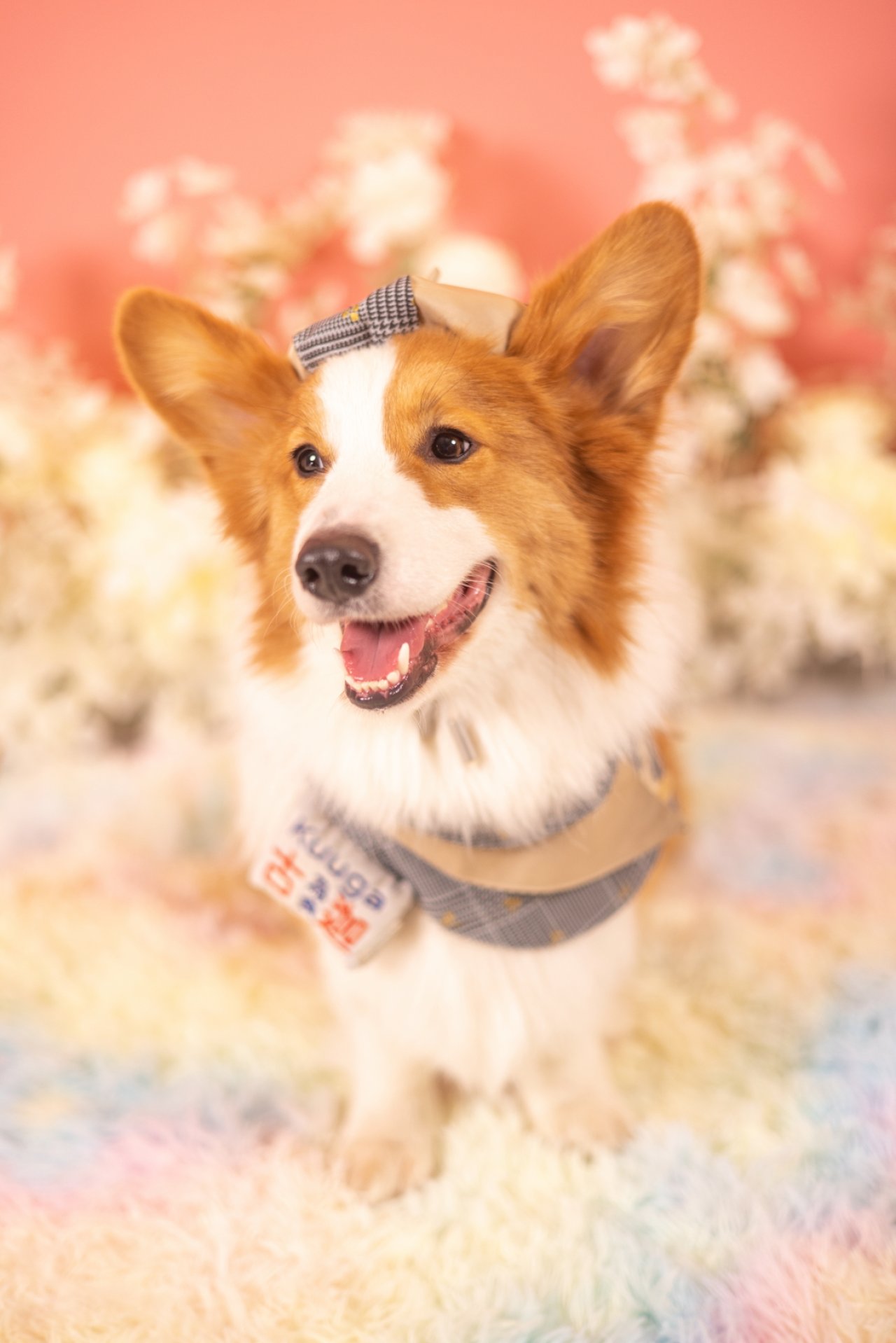 寵物攝影 - 哥基kuuga