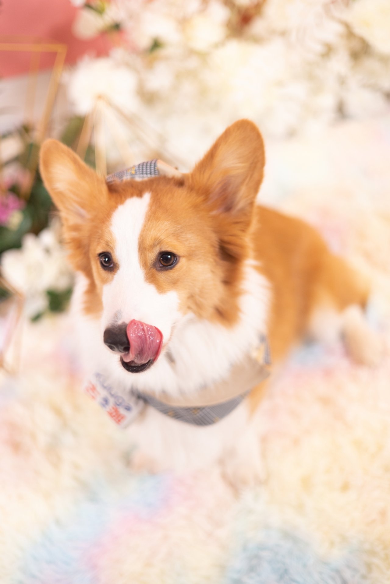 寵物攝影 - 哥基kuuga