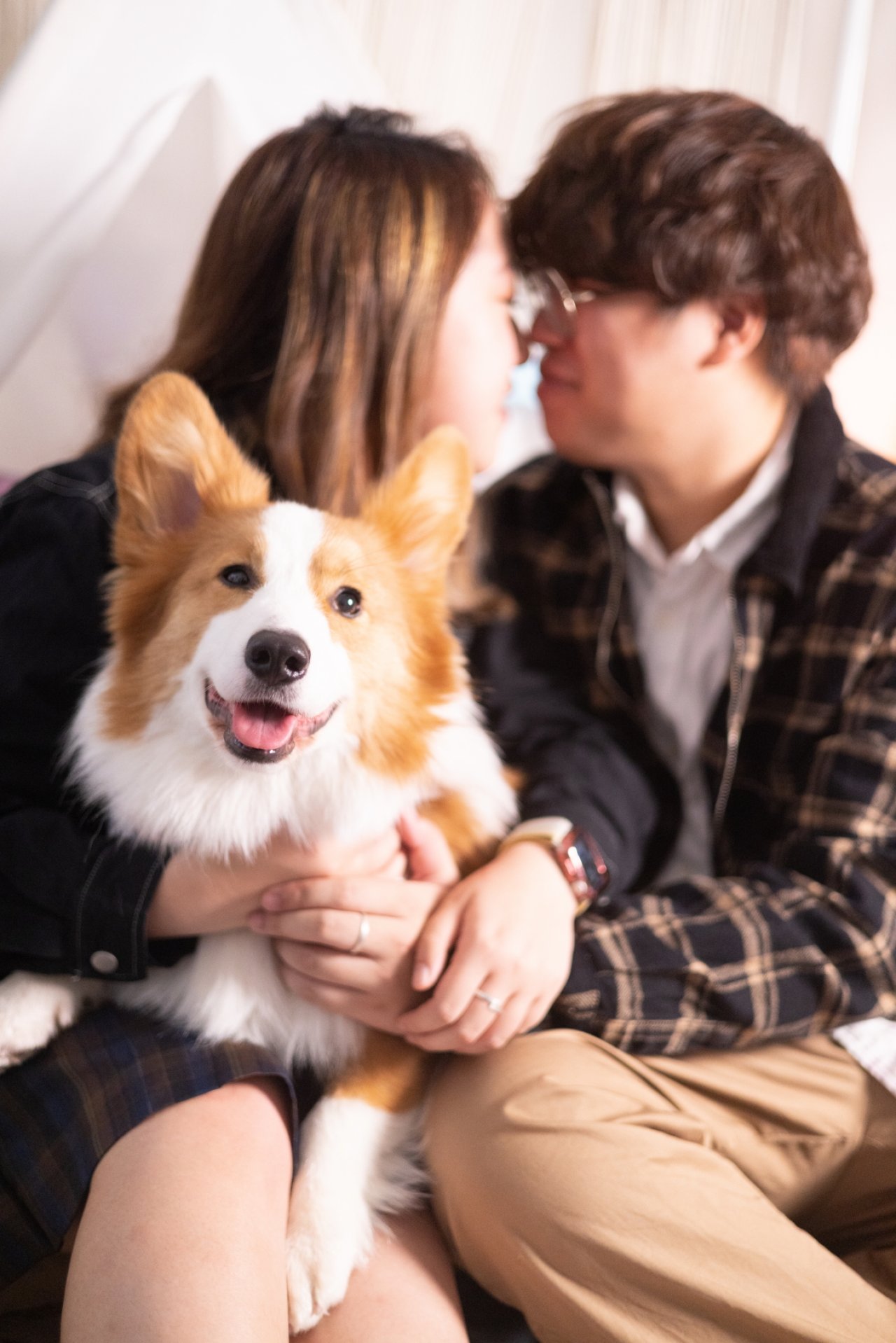 寵物攝影 - 哥基kuuga