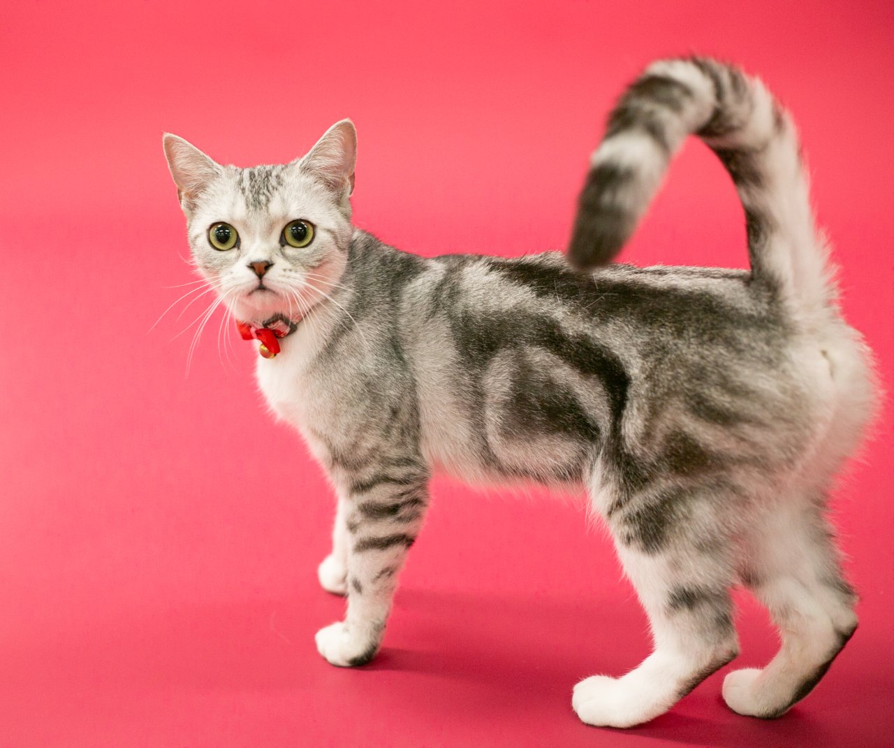 寵物攝影 - 英短