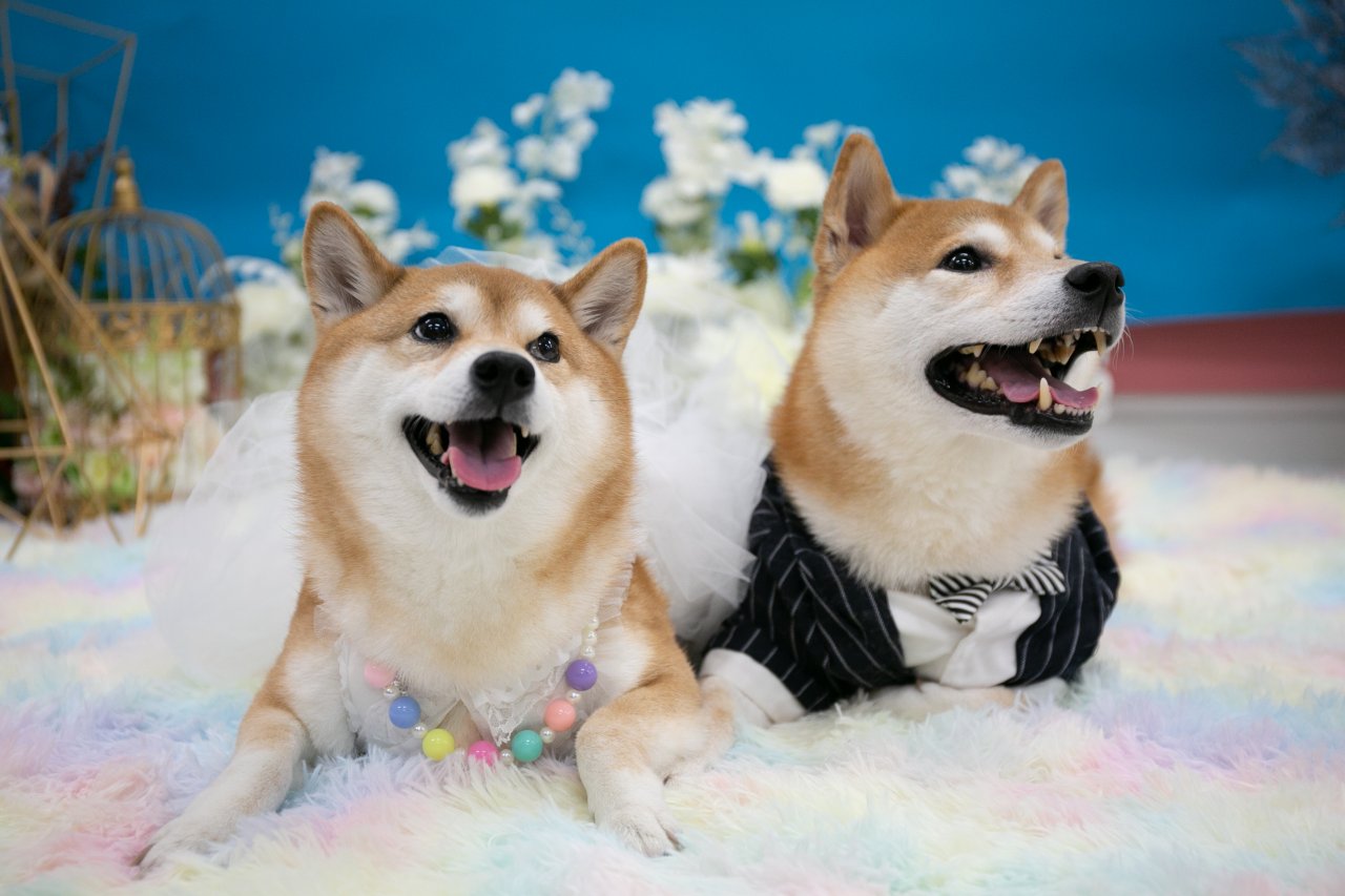 寵物攝影 - 柴犬